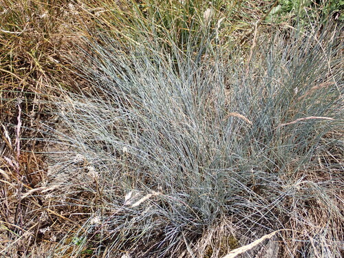Festuca idahoensis observed 2026-07-22