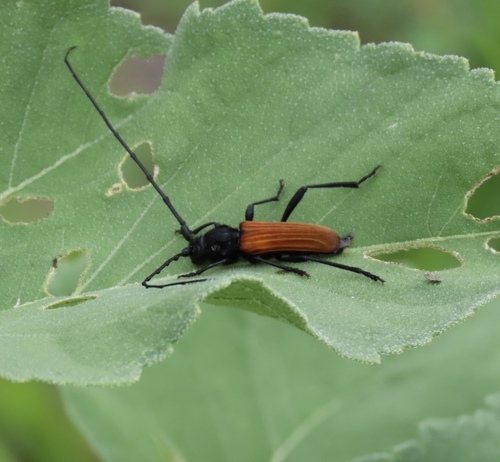 Tragidion coquus
