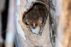 Microcebus murinus