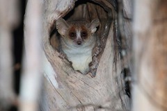 Microcebus murinus