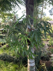 Platycerium alcicorne