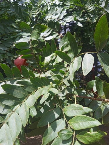 Gleditsia japonica velutina