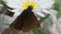 Erynnis meridianus