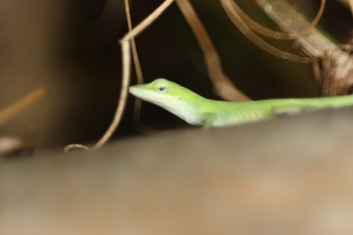Anolis carolinensis observed 2026-07-23