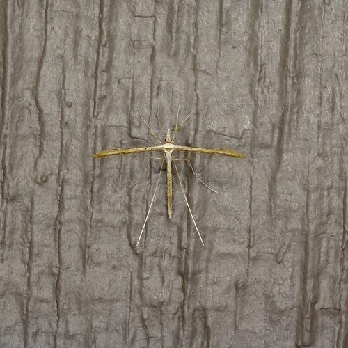 Snout Plume Moth photo 2