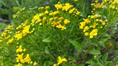 Perityle lindheimeri