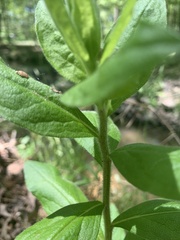 Hybanthus concolor