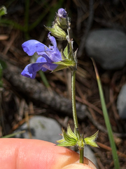 Salvia prunelloides, photograph (c) Cody Hinchliff, some rights reserved (CC BY)