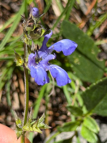 Salvia prunelloides, photograph 5