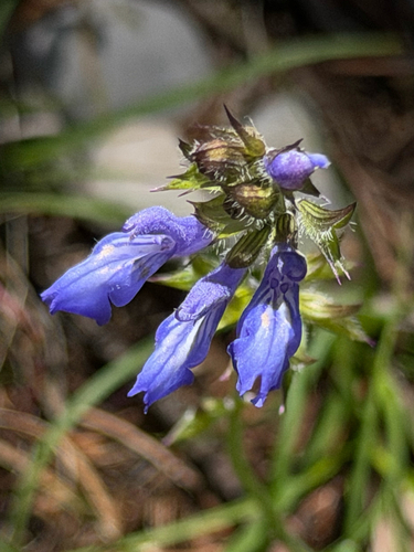 Salvia prunelloides, photograph 4