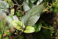 author not stated, no rights reserved Strobilanthes reptans, photograph author not stated, no rights reserved
