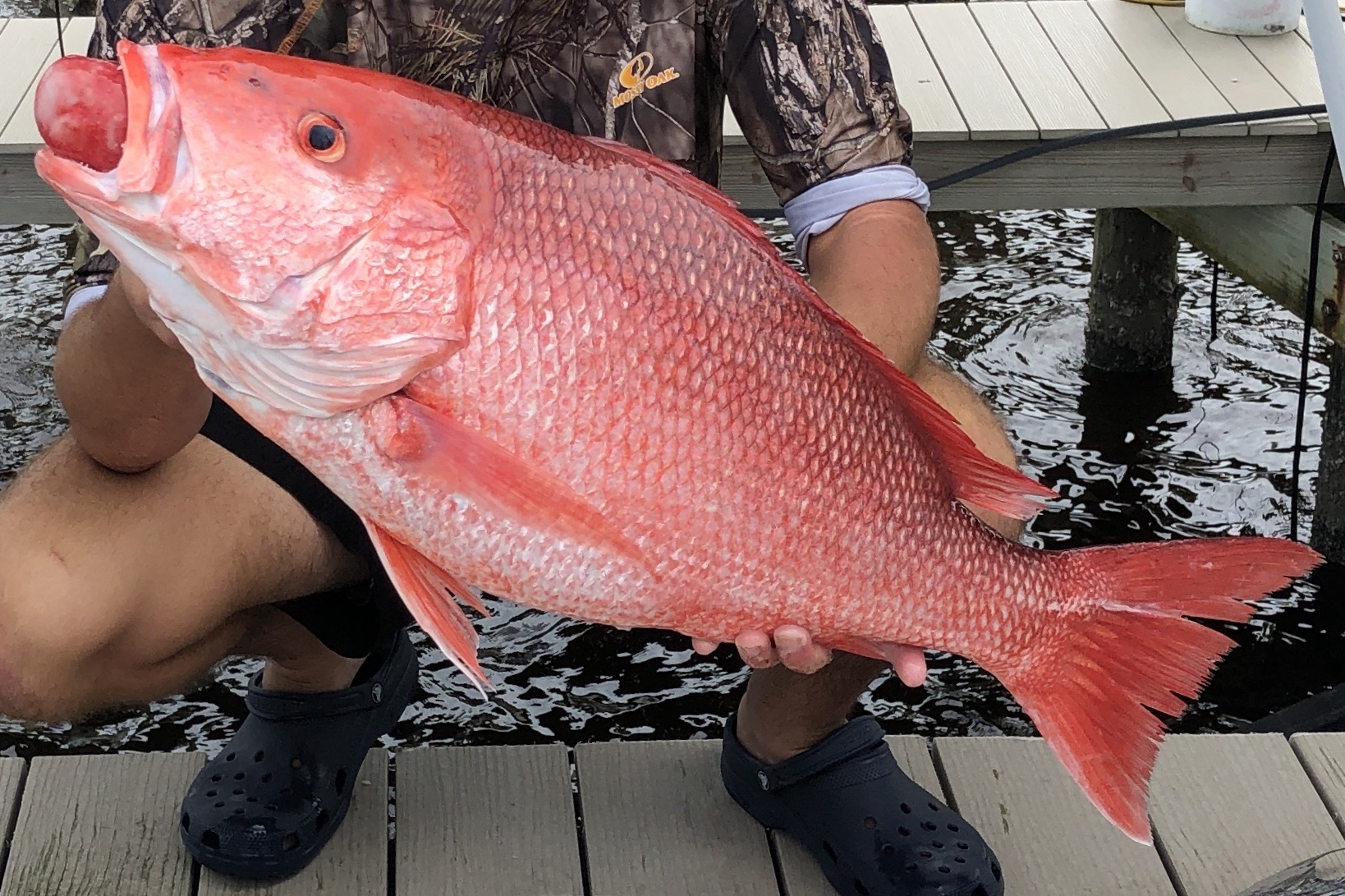 Northern red snapper - Wikipedia