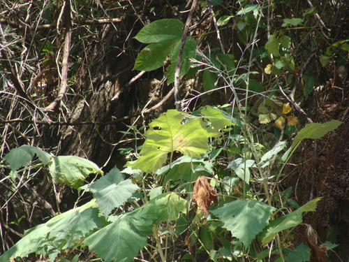 Onoseris onoseroides, photograph 4
