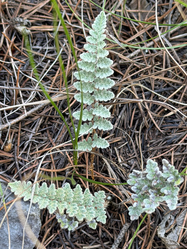 Eaton's lipfern