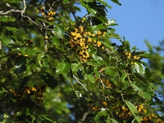 Pterocarpus marsupium