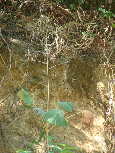 Onoseris onoseroides, photograph 1