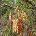Acacia flava