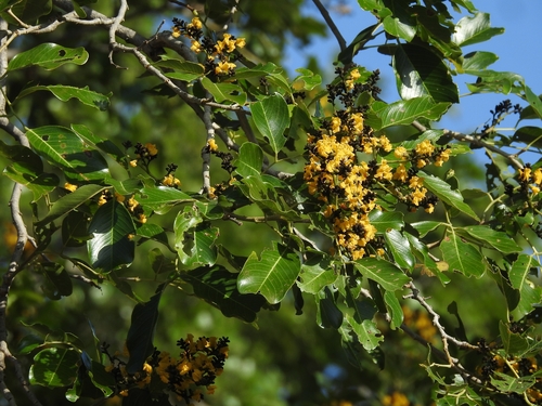 Pterocarpus marsupium, photograph 1