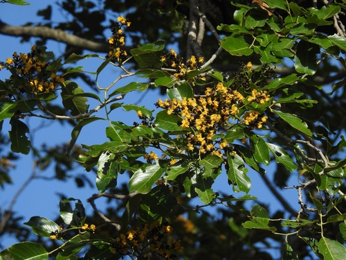 Pterocarpus marsupium, photograph 2