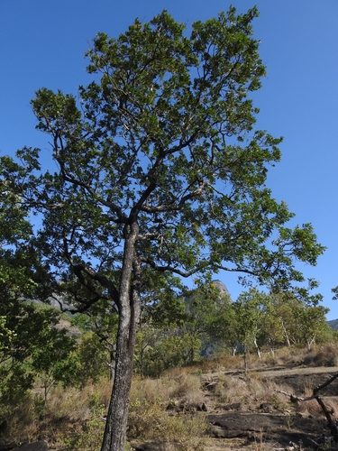 Pterocarpus marsupium, photograph 3