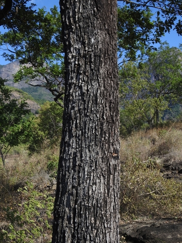 Pterocarpus marsupium, photograph 4