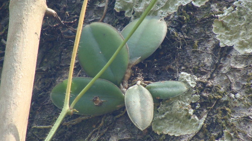 Meiracyllium trinasutum, photograph 2