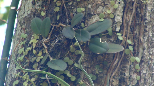 Meiracyllium trinasutum, photograph 1
