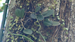Meiracyllium trinasutum, photograph (c) Alexis López Hernández, some rights reserved (CC BY)