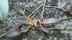 Meiracyllium trinasutum