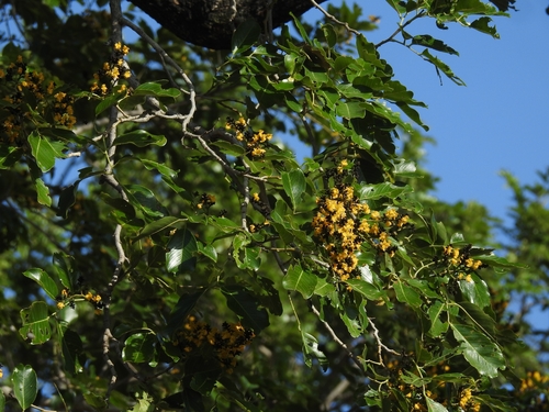Pterocarpus marsupium, photograph 5