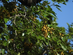 (c) rajesh rocky, some rights reserved (CC BY) Pterocarpus marsupium, photograph (c) rajesh rocky, some rights reserved (CC BY)