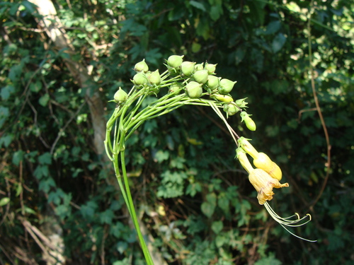 Ipomoea neei, photograph 5