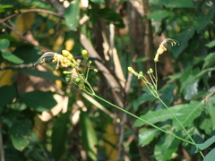 Ipomoea neei, photograph (c) Alexis López Hernández, some rights reserved (CC BY)