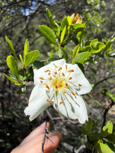 Lindleya mespiloides, photograph 1
