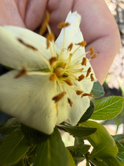 Lindleya mespiloides, photograph (c) Cody Hinchliff, some rights reserved (CC BY)