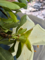 Lindleya mespiloides, photograph (c) Cody Hinchliff, some rights reserved (CC BY)
