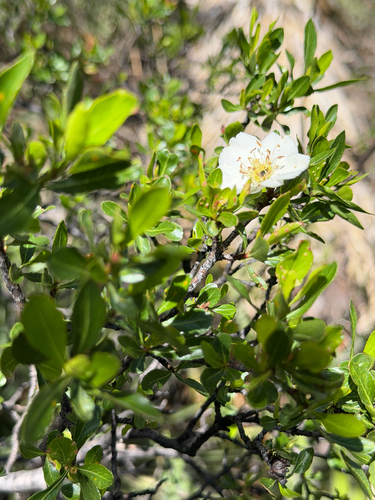 Lindleya mespiloides, photograph 3