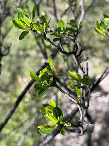 Lindleya mespiloides, photograph 6