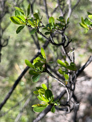 Lindleya mespiloides, photograph (c) Cody Hinchliff, some rights reserved (CC BY)