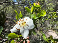 Lindleya mespiloides