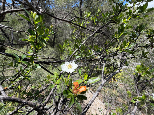 Lindleya mespiloides, photograph 5