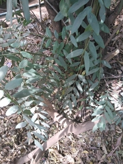 Fabaceae