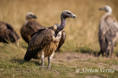 Indian Vulture