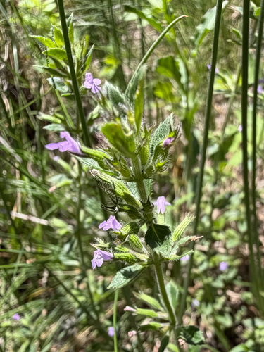 Drummond's false pennyroyal