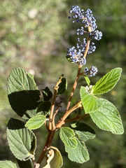 Ceanothus caeruleus, photograph (c) Cody Hinchliff, some rights reserved (CC BY)