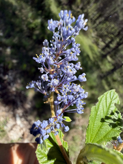 Ceanothus caeruleus, photograph (c) Cody Hinchliff, some rights reserved (CC BY)