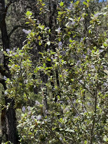Ceanothus caeruleus, photograph 4