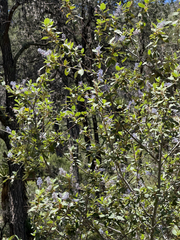 Ceanothus caeruleus, photograph (c) Cody Hinchliff, some rights reserved (CC BY)
