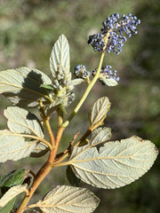 Ceanothus caeruleus, photograph (c) Cody Hinchliff, some rights reserved (CC BY)