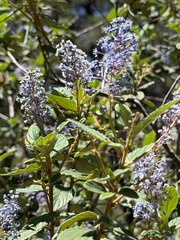 Ceanothus caeruleus, photograph (c) Cody Hinchliff, some rights reserved (CC BY)